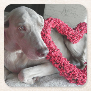 De liefde van Regen - Weimaraner Honden Onderzette Vierkante Kartonnen Onderzetter