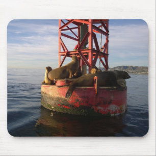 De Lionen van het zee die op een Buoy in Punt Dana Muismat