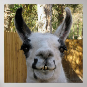 De Llama Poster