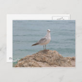 De Lone Seagull (2134) Briefkaart (Voorkant / Achterkant)
