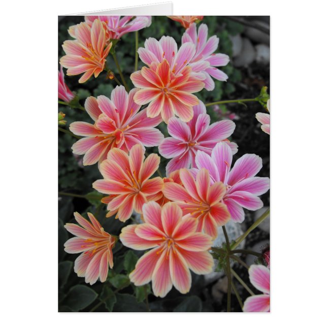 De lovely Lewisia-Cotyledon (Voorkant)