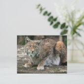 De Lynx-foto Briefkaart (Staand voorkant)