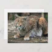 De Lynx-foto Briefkaart (Voorkant / Achterkant)