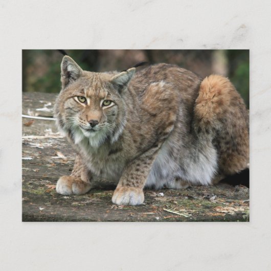 De Lynx-foto Briefkaart (Voorkant)