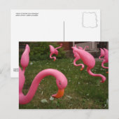 De maart van het roze Briefkaart Flamingos (Voorkant / Achterkant)