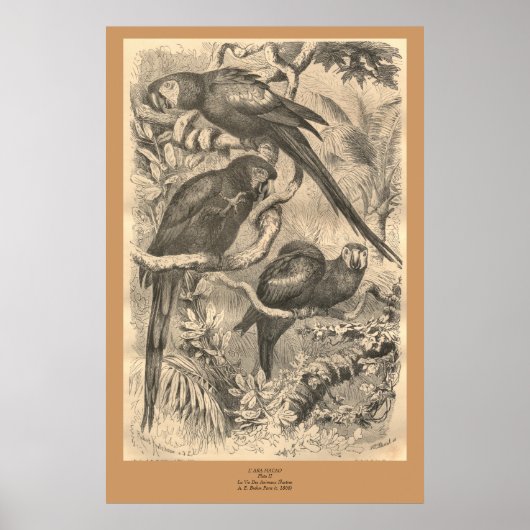 De Macaw Poster (Voorkant)
