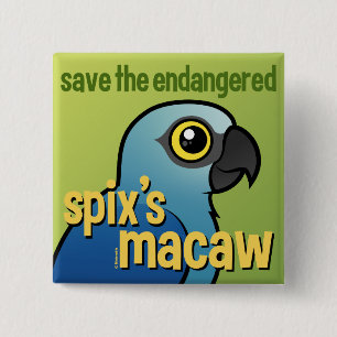De Macaw van de bedreigde spix opslaan Vierkante Button 5,1 Cm