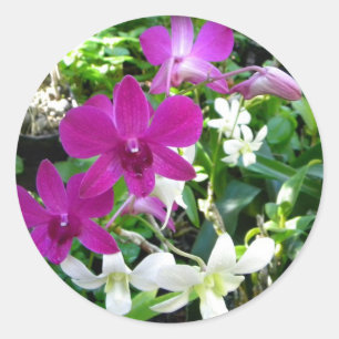 De magenta Stickers van Orchideeën