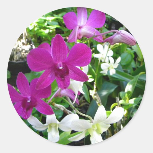 De magenta Stickers van Orchideeën (Voorkant)