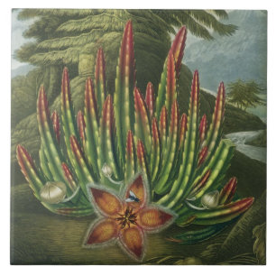 De Maggot-Bearing Stapelia, gegraveerd door Stadle Tegeltje