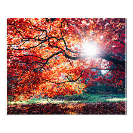 DE MAGISCHE KLEUREN FOTO AFDRUK