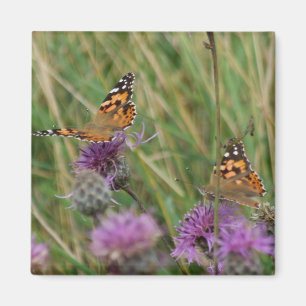 De Magneet van de vlinder