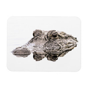 De Magneet van Gator