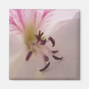 De Magneet van het Detail van de geranium