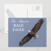 De Majestic Bald Eagle Briefkaart (Voorkant / Achterkant)