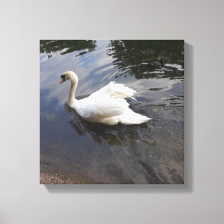 DE MAJESTUEUZE ZWAAN CANVAS PRINT