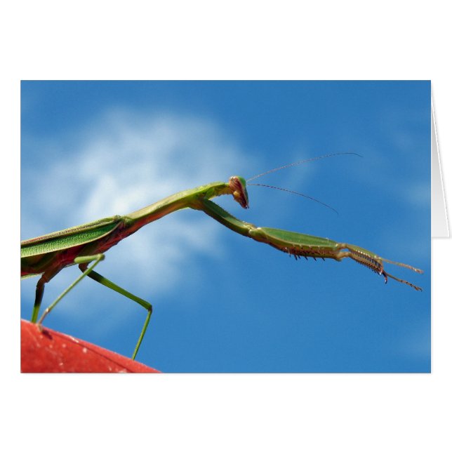 De Mantis (Voorkant Horizontaal)