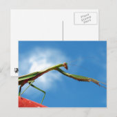De Mantis Briefkaart (Voorkant / Achterkant)