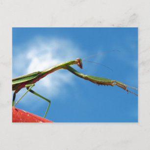 De Mantis Briefkaart