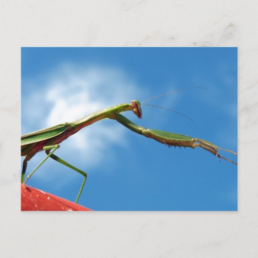 De Mantis Briefkaart (Voorkant)