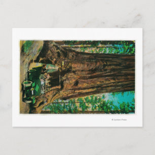 De Mariposa Big Tree Grove, Yosemite Briefkaart