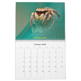 De meest gekneusde spinnen kalender