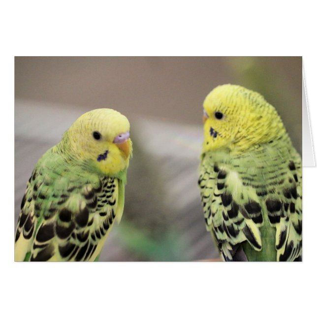 De meisjes (Voorkant Horizontaal)