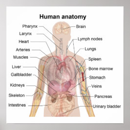 De Menselijke Anatomie Poster
