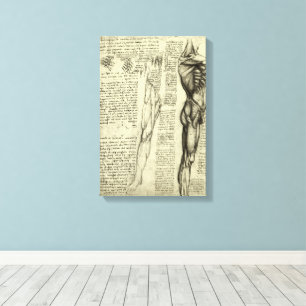 De menselijke anatomie van Leonardo da Vinci Manne Canvas Afdruk