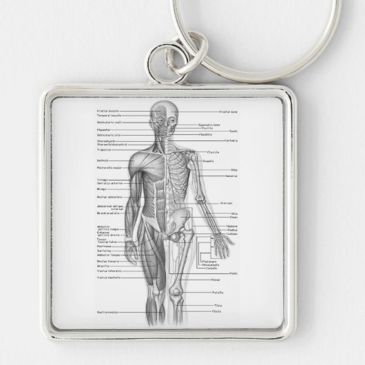 De menselijke Grafiek van de Anatomie Sleutelhanger (Voorkant)