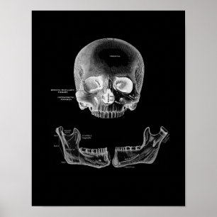 De menselijke schedel en de anatomische afdruk poster