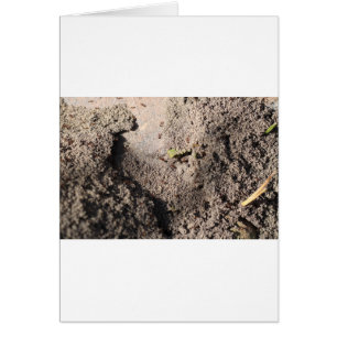 De mieren gaan marcherend