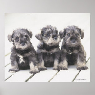 De miniatuur Schnauzer is een soort kleine hond Poster