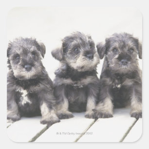 De miniatuur Schnauzer is een soort kleine hond Vierkante Sticker