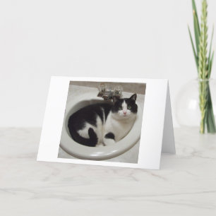 De minnaars van de kat verrukken kaart
