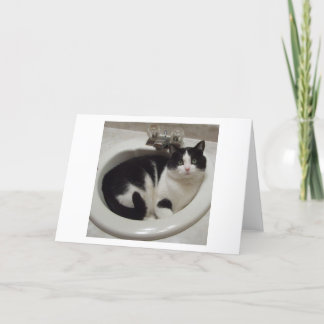 De minnaars van de kat verrukken kaart