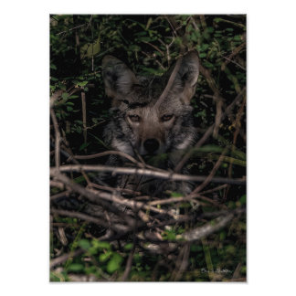 De moeder van de kleine Guemes Island foto afdrukk Afdruk