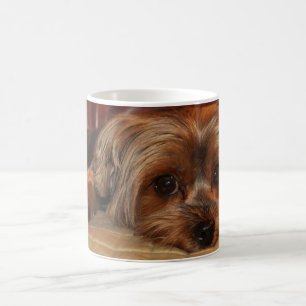 De Mok van Yorkshire Terrier