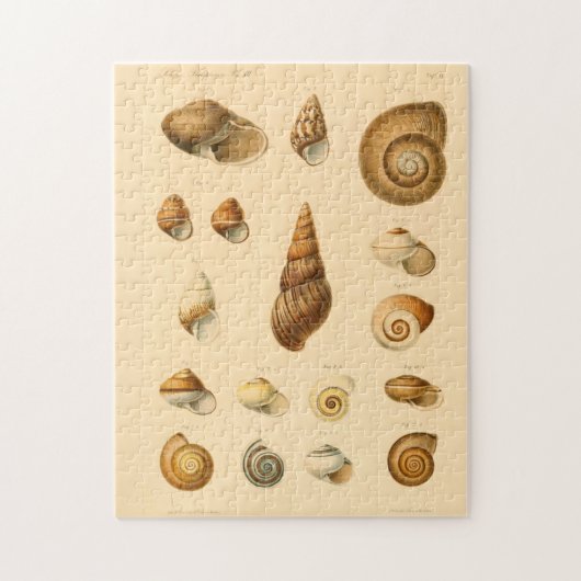 De  Mollusk Seashells Puzzle Legpuzzel (Verticaal)