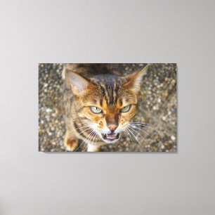 De mooie Kat van Bengalen Canvas Afdruk