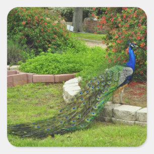 De mooie Peacock Sticker