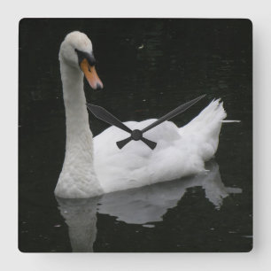 De mooie Witte Klok van de Zwaan