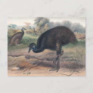 De Mooruk van Joseph Wolf Briefkaart