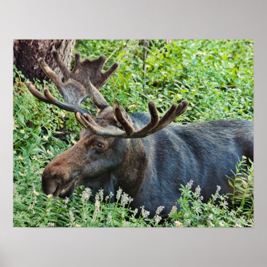 De Moose Poster (Voorkant)