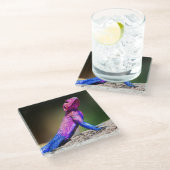 De Mwanza vlakte Agama op rots Glazen Onderzetter (Schuin)