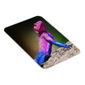 De Mwanza vlakte Agama op rots Magneet (Rechterzijde)