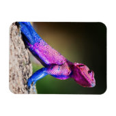 De Mwanza vlakte Agama op rots Magneet (Horizontaal)