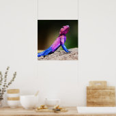 De Mwanza vlakte Agama op rots Poster (Keuken)