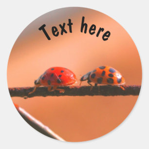De Natuur van Ladybug Buddies wordt gepersonalisee Ronde Sticker