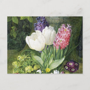 De Nederlandse Bloemen van de Lente van de Bol Briefkaart